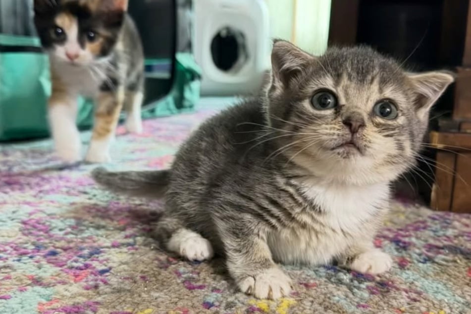 Als Pflegerin diese Katze sieht, muss sie zweimal hinschauen: Was stimmt hier nicht?