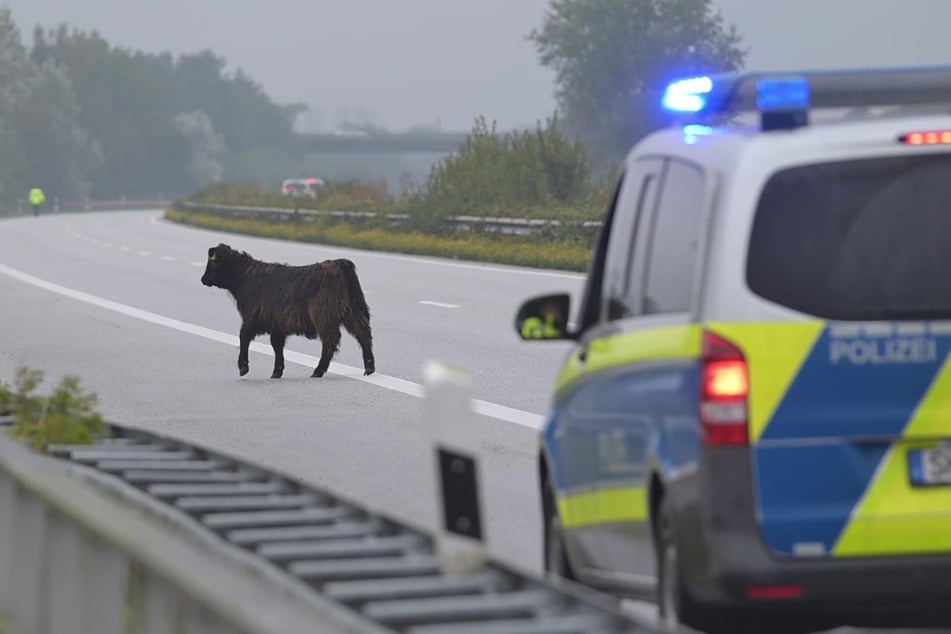 Das Rind war ausgebüxt und musste am Ende von der Polizei erschossen werden.