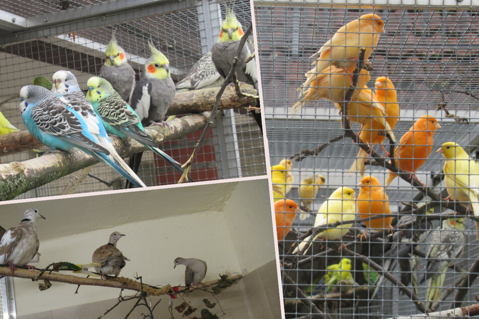 70 Tiere gerettet: Veterinäramt sucht neues Zuhause für Vögel