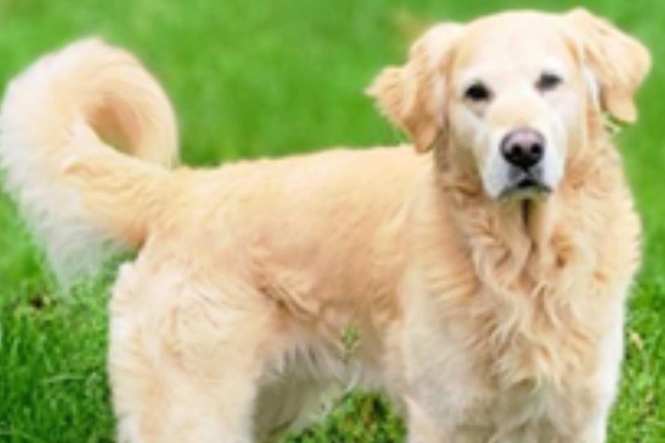 Jetzt hofft der Golden Retriever auf seine zweite Chance.