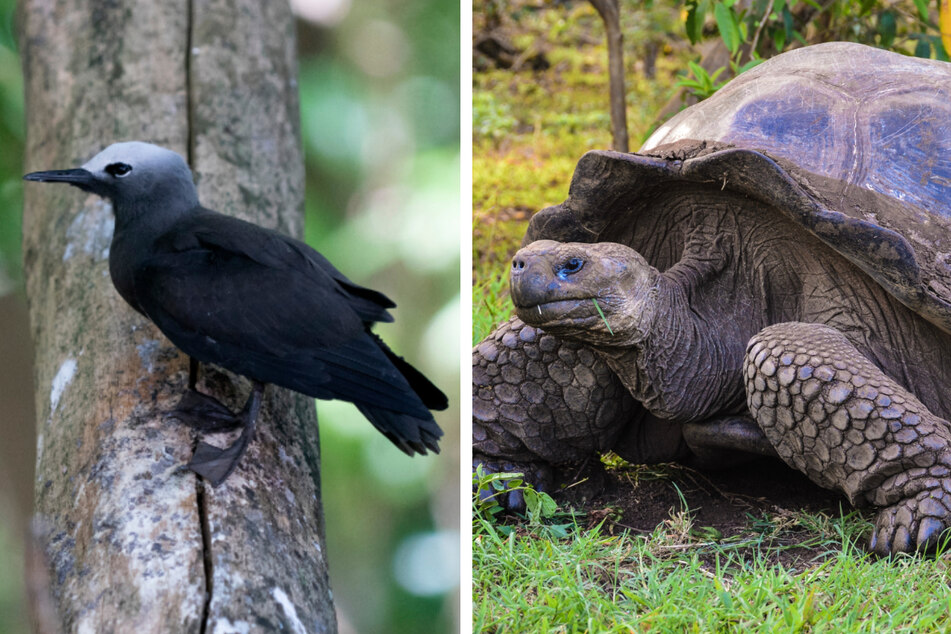 Vogel se encuentra con una tortuga gigante: lo que sucede a continuación aterroriza incluso a la ciencia