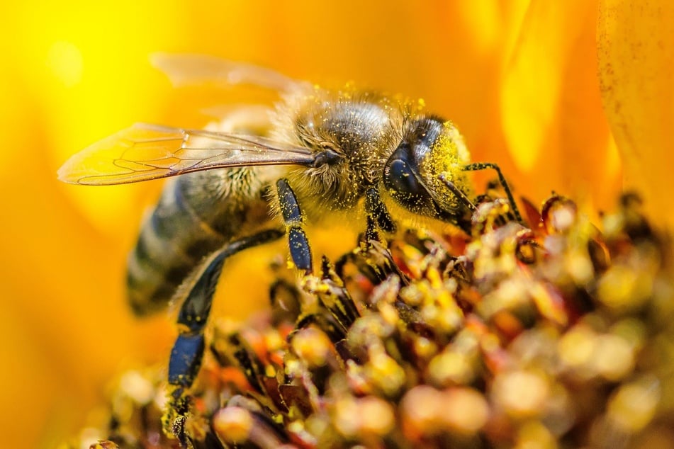 Auch mit einem Kräuterbeet lässt sich bereits ein wichtiger Beitrag zum Schutz der Bienen und Hummeln leisten.