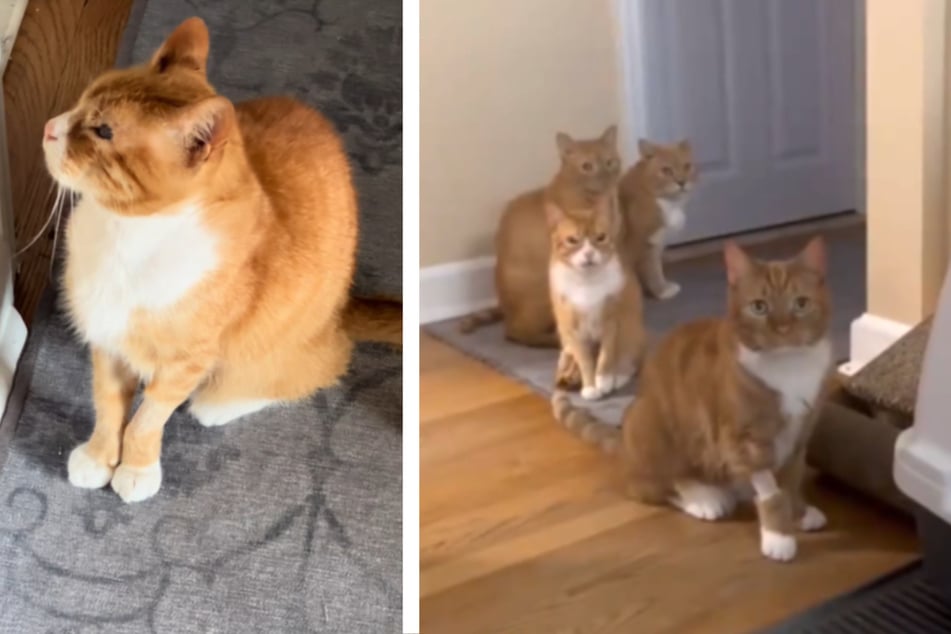 Die Katzenbesitzerin hielt die ungewöhnliche Szene auf Video fest.