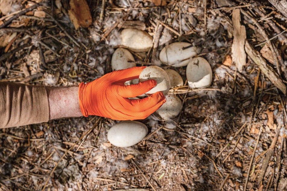 Ein Ei aus dem Gelege einer Graugans am Rosentalsee in Stuttgart-Vaihingen.