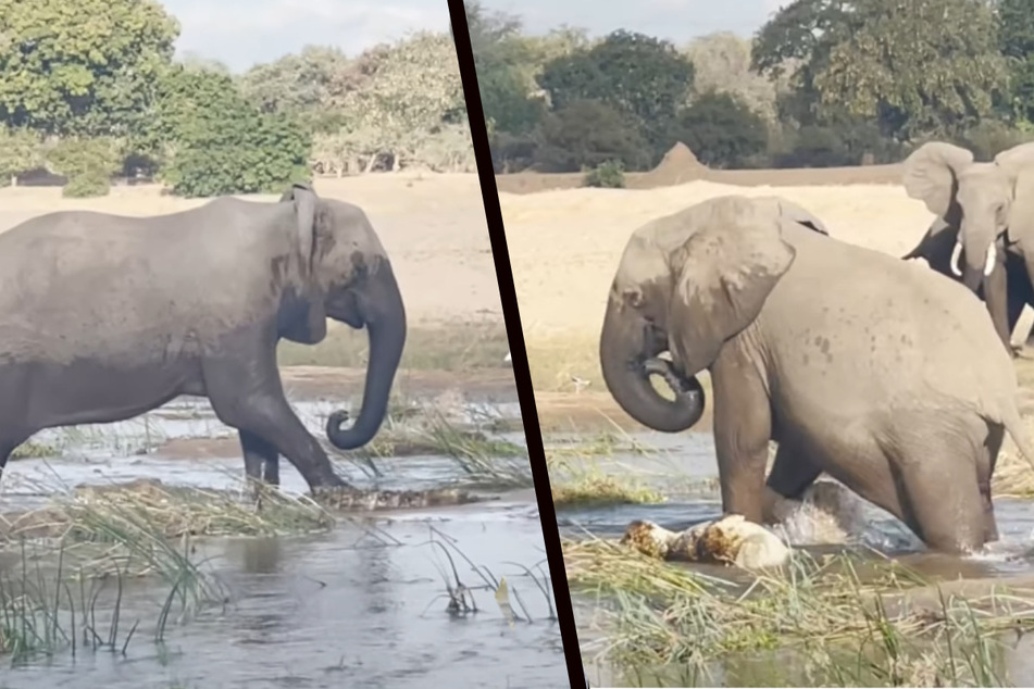Schockierendes Video: Elefant zertrampelt mutwillig Krokodil