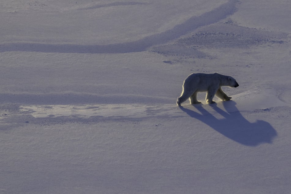 Polar bear biopsies shed light on Arctic pollutants in pioneering research mission