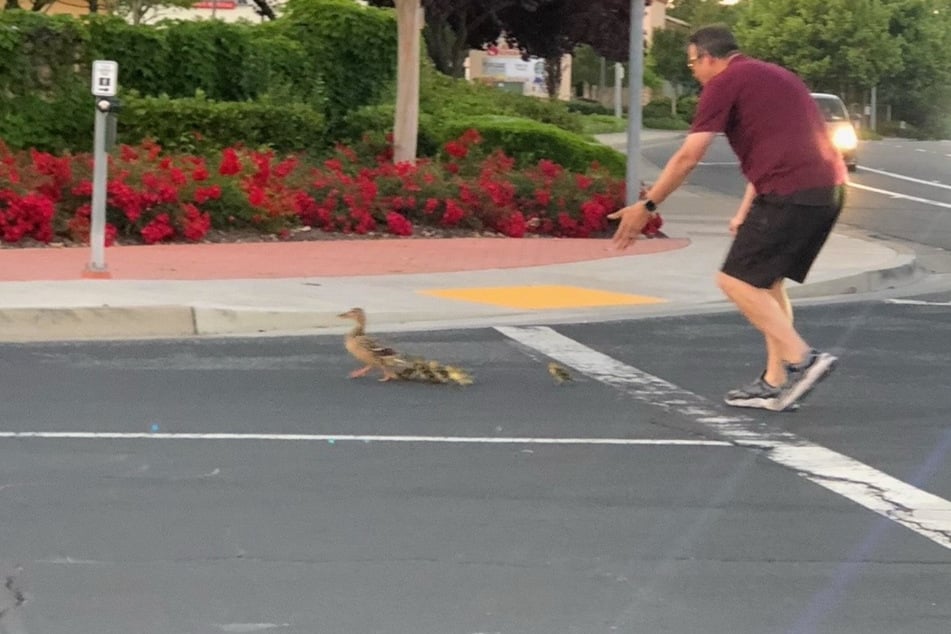 Family man rescues a family of ducks before paying a fatal price