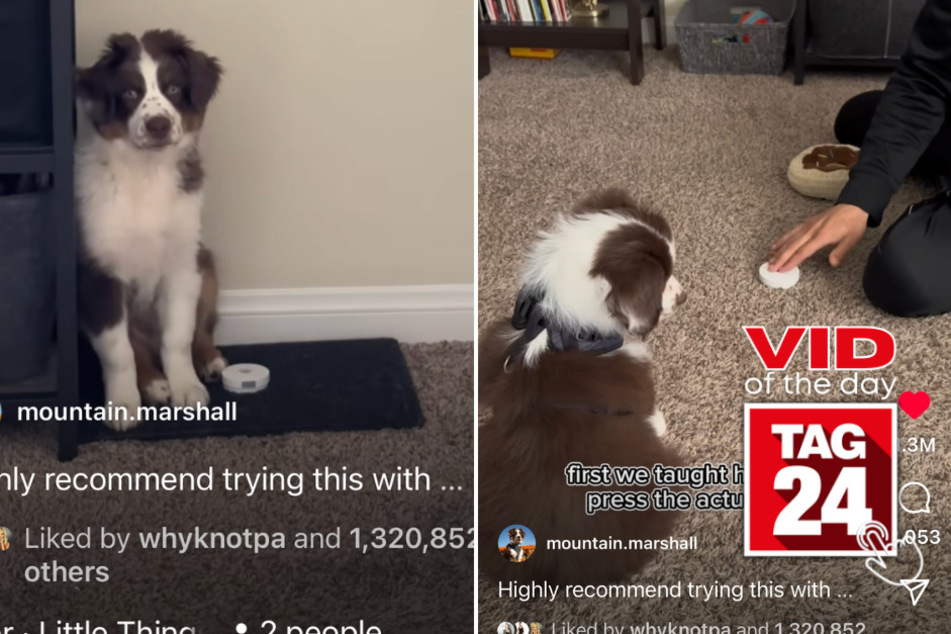 viral videos: Viral Video of the Day for June 13, 2023: A clever pup's amazing potty training journey