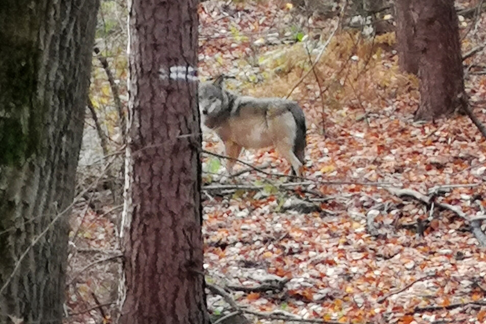 Wölfe: NRW: Wolfsnachwuchs im Kreis Wesel, Weidetierhalter fordern Schutz