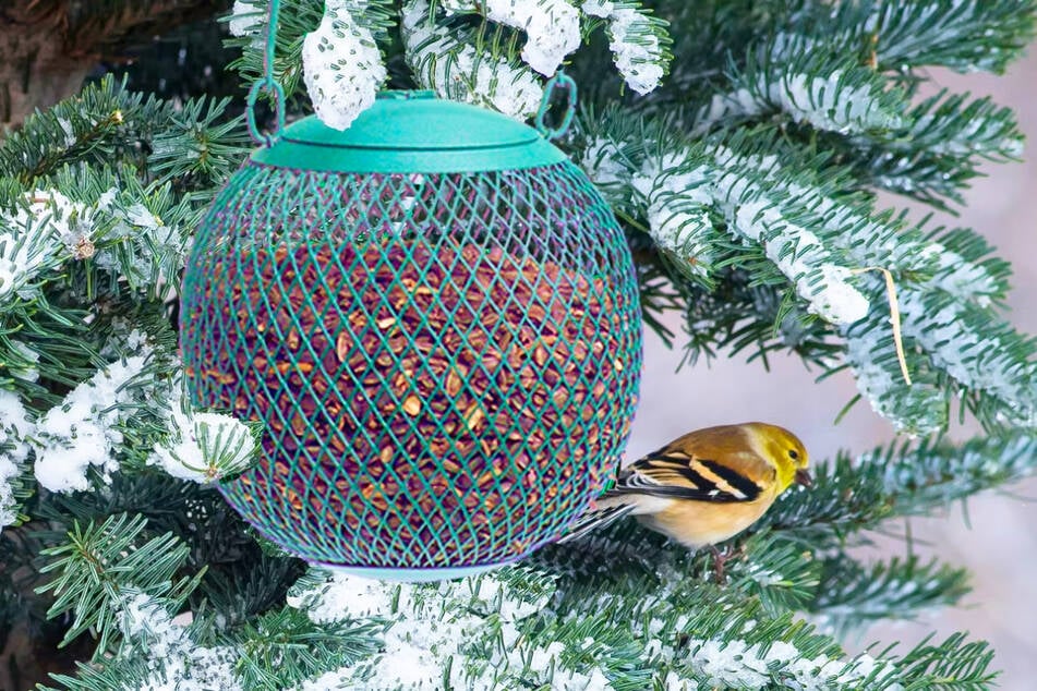 Help wildlife and strays survive winter on a budget