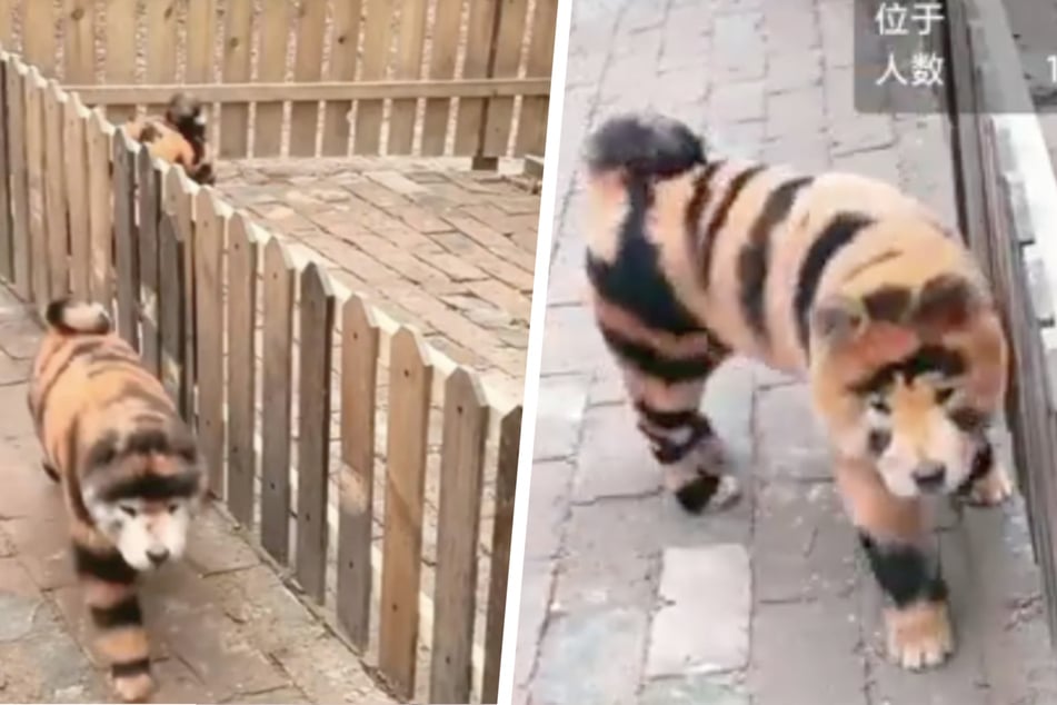 Zoo shows off their new "tigers" in bizarre video – are the animals imposters?