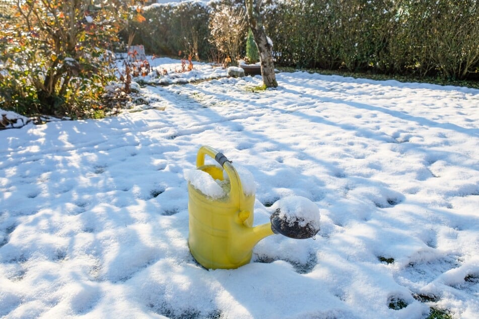 Schnee allein reicht nicht. Daher muss man Pflanzen auch im Winter gießen.