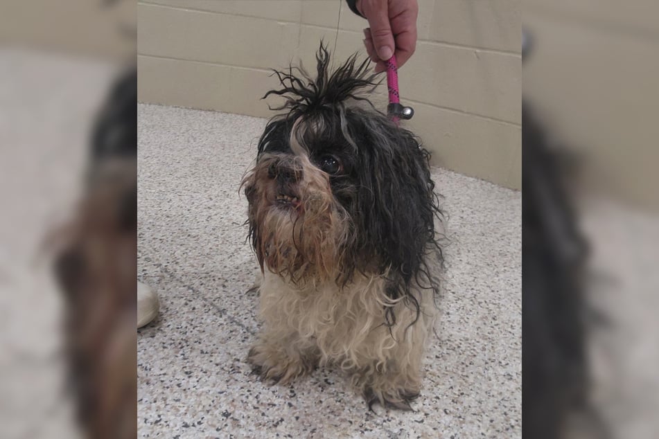 Völlig dreckig und zerzaust streifte der Shih Tzu Saleo im bekannten US-amerikanischen Schaugarten "Fellows Riverside Gardens" umher.