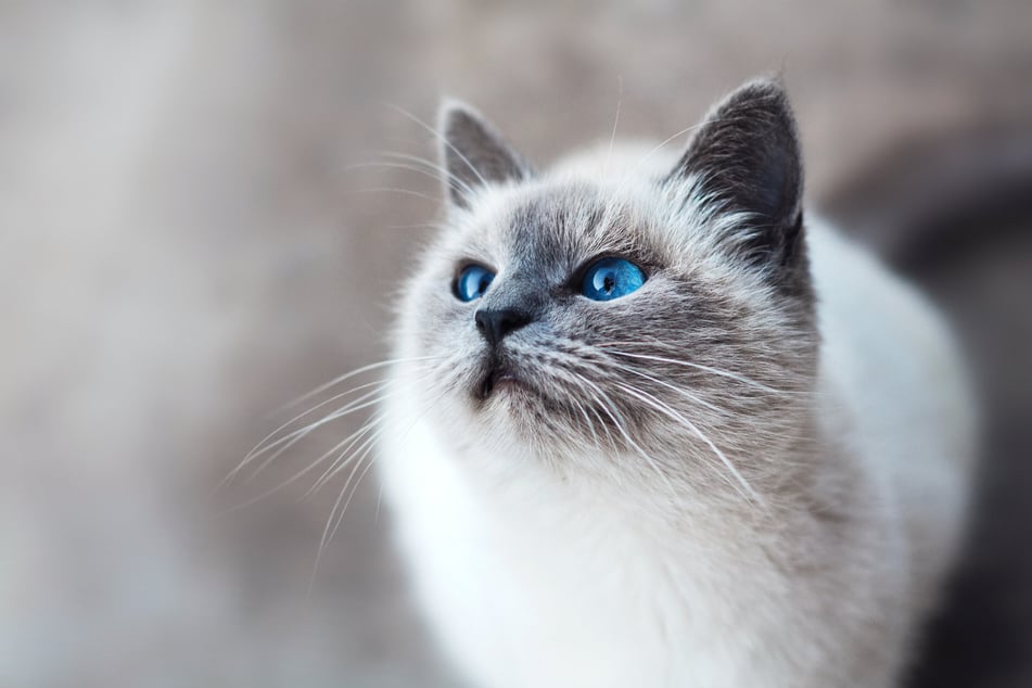 Hypothyroidism can be treated extremely effectively in cats.
