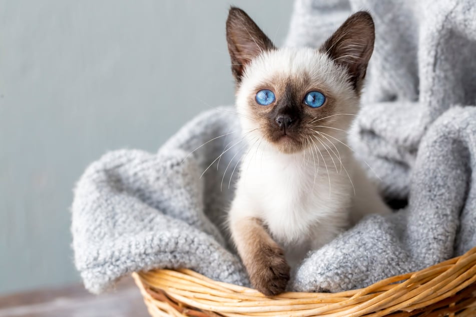 Best cat breeds that don't shed