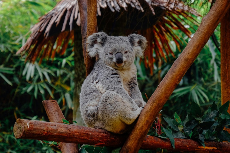 Is it okay to cuddle a koala, or is it cruel?