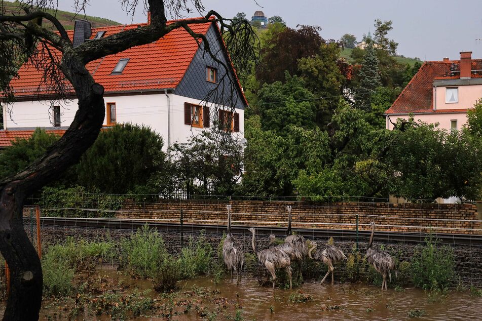 Eigentlich auf der Wiese lebende Emus wurden ebenfalls von den Wassermassen überrascht.