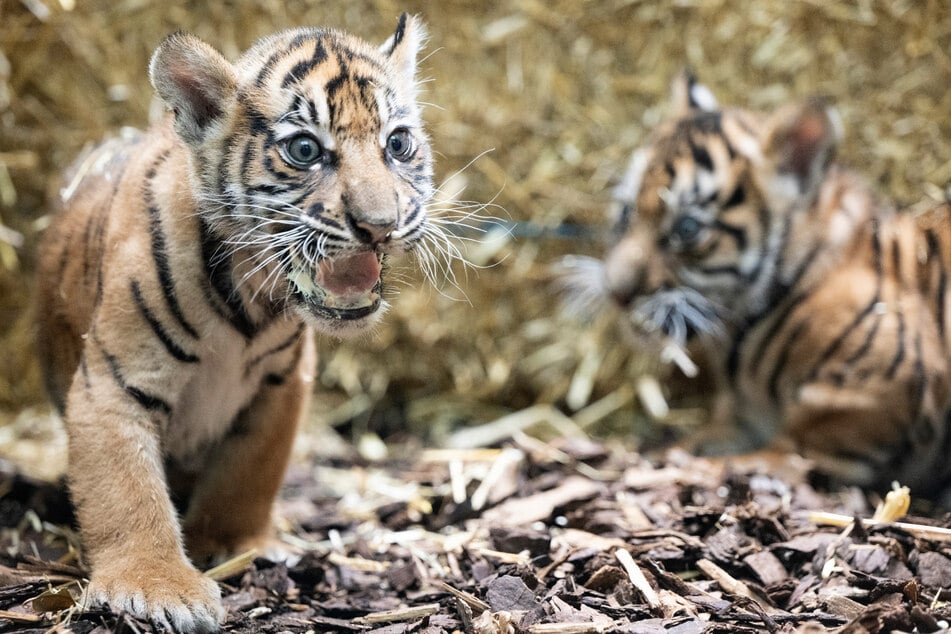 Im Sommer 2023 hatte Cinta bereits zwei gesunde Tiger-Babys zur Welt gebracht. Mittlerweile haben Rafa und Rimba das Gehege verlassen, um im Rahmen eines Zuchtprogramms in andere Zoos umzuziehen.