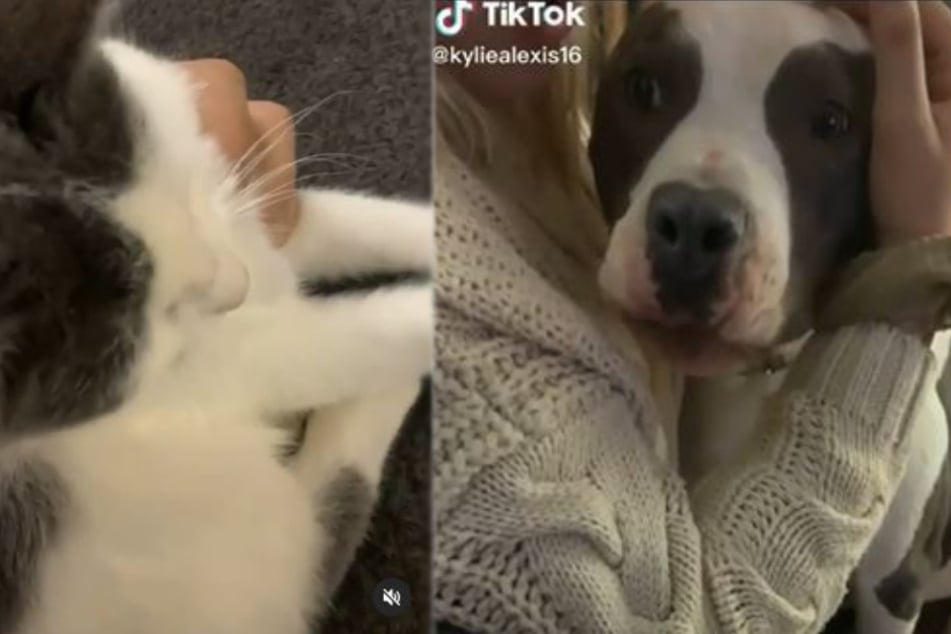 Pit bull meets owner's new cat: will this go well?