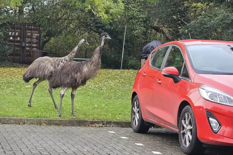 Die zwei Großen Emus Dini und Blu gönnten sich einen Ausflug im Freien.