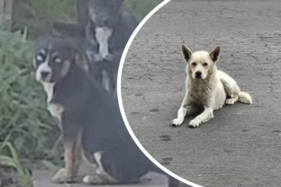 Familie zieht aus und lässt trächtige Hündin zurück: Dann kommt es noch schlimmer