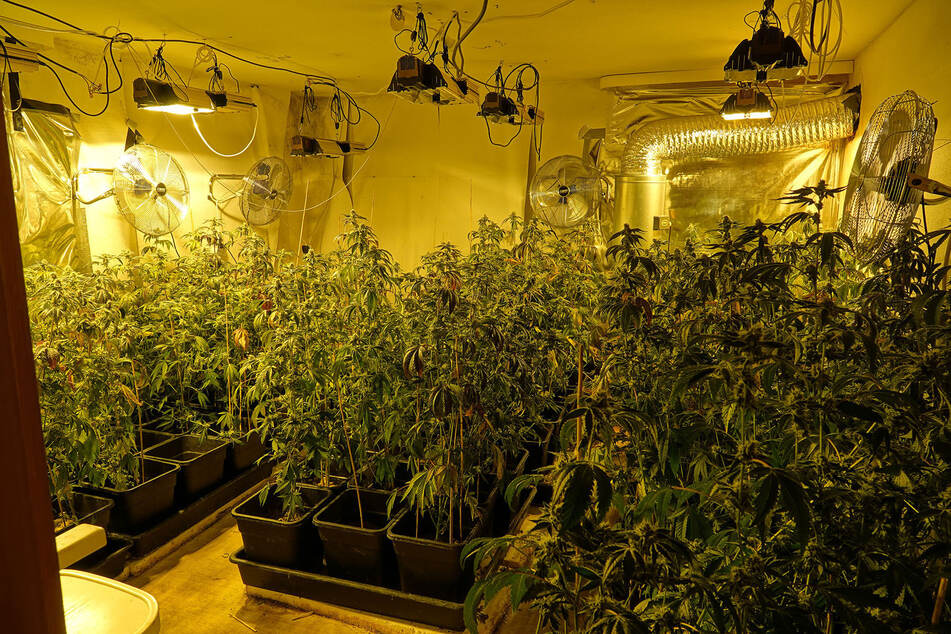 In einem Dreiseitenhof in Sachsen wurden über 1450 Cannabispflanzen entdeckt.