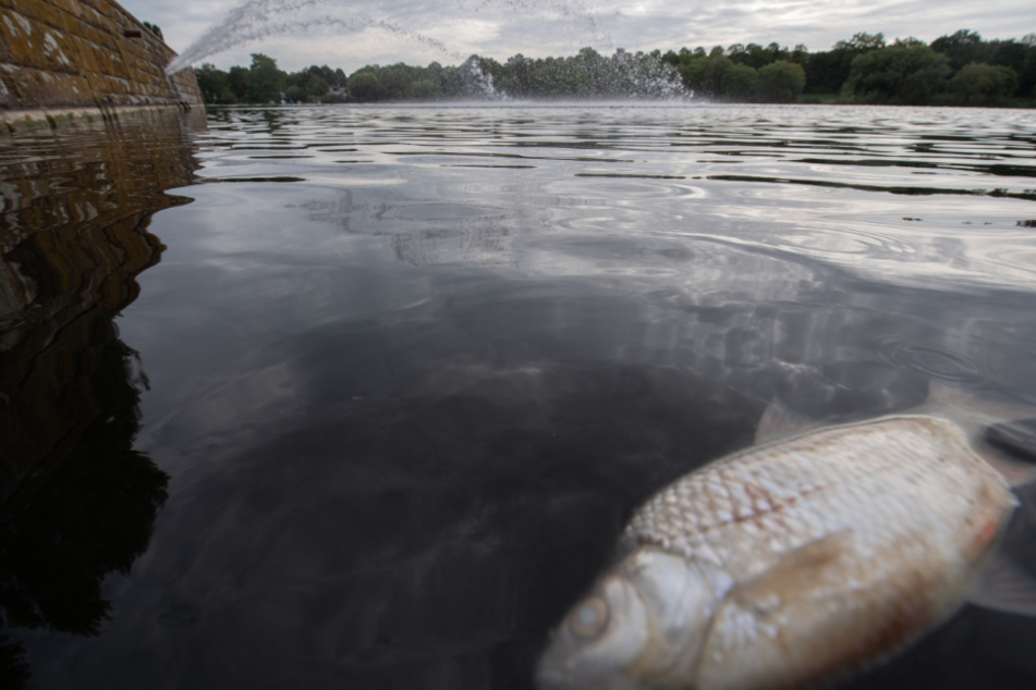 Ein toter Fisch schwimmt im April im Max-Eyth-See.