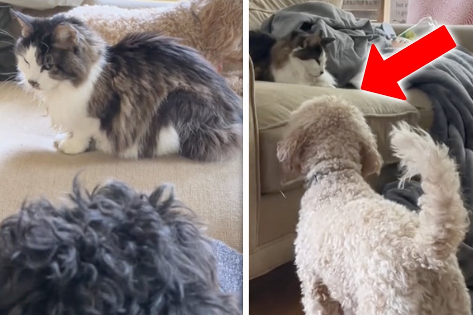 How these dogs treat terminally ill cat has the internet in tears