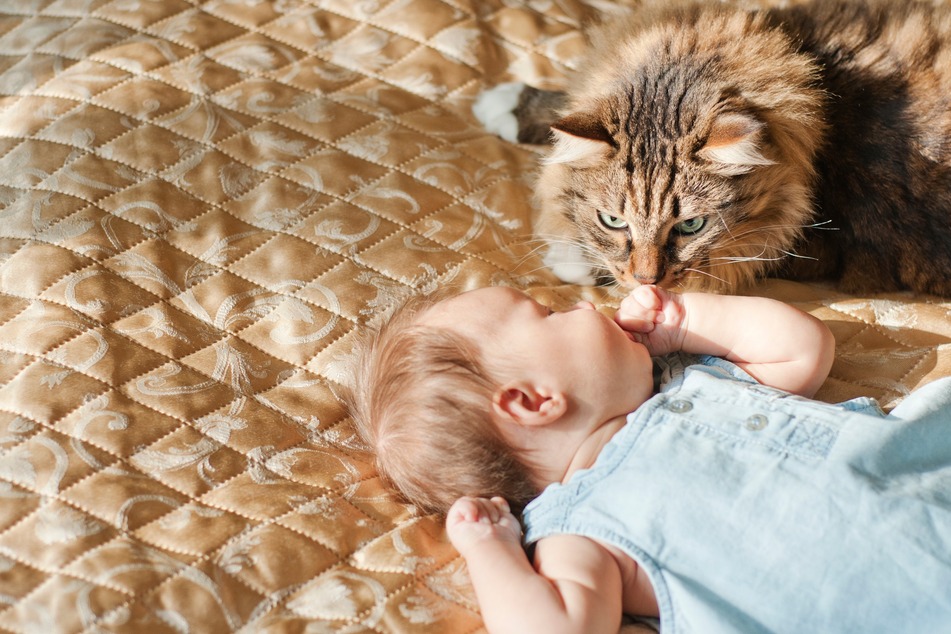 Katze und Baby sollte man nie unbeaufsichtigt zusammen lassen.