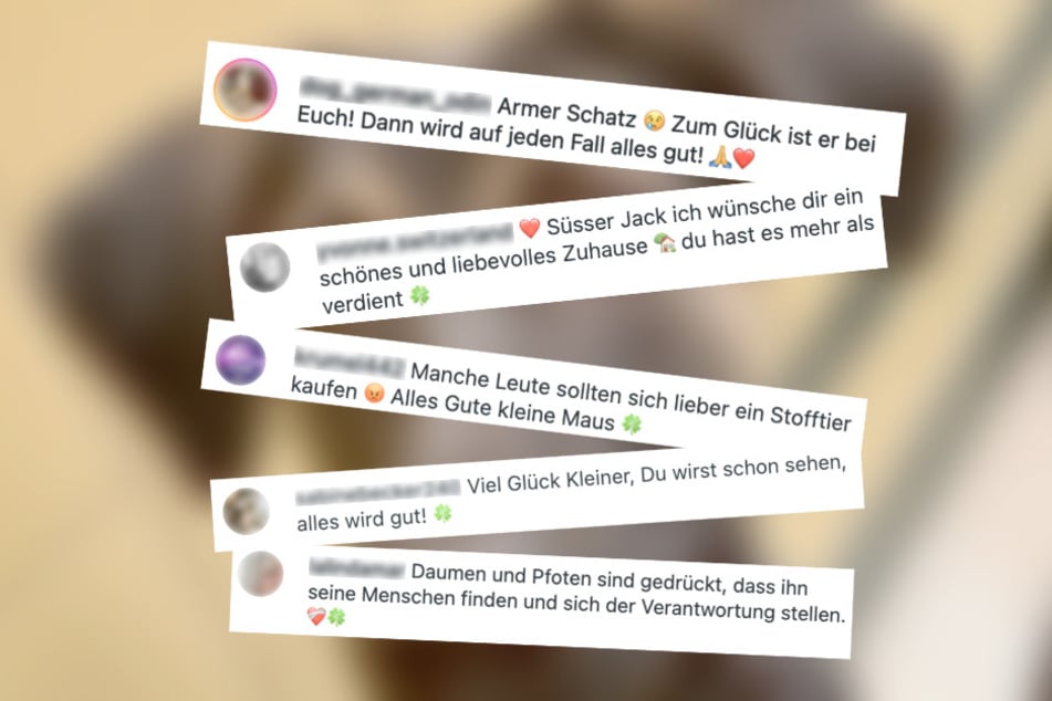 Aus der Community dies Tierheims gibt es für Jack noch aufbauende Worte.