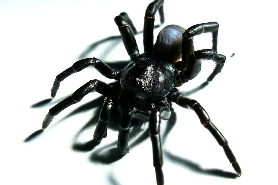 A new nightmare for arachnophobes: the venomous Pine Rockland trapdoor spider!