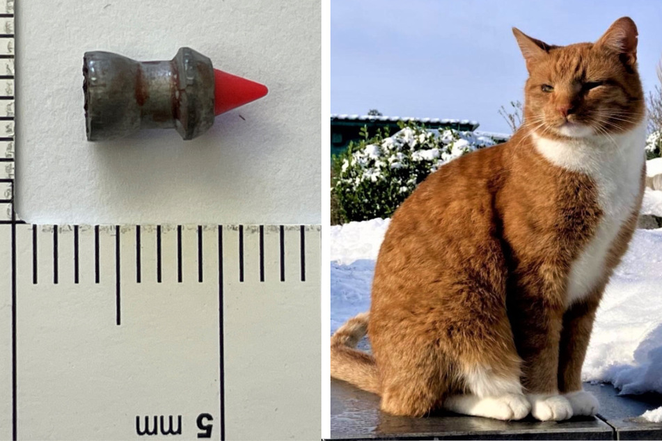 Tierquäler in Dingelstädt: Attentat auf Kater Hugo, zwei Katzen verschwunden