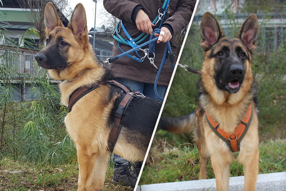 Schäferhunde aus Zwinger gerettet: Klara und Keks suchen ihr Glück
