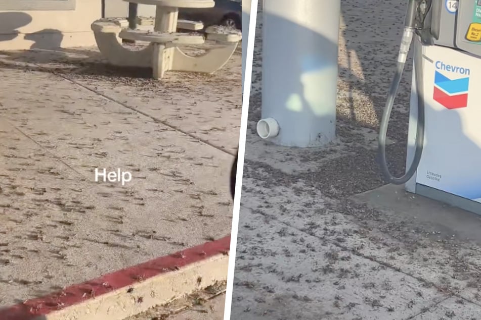 Insectos caníbales atacan la ciudad: los grillos se convierten en una amenaza mortal para los humanos