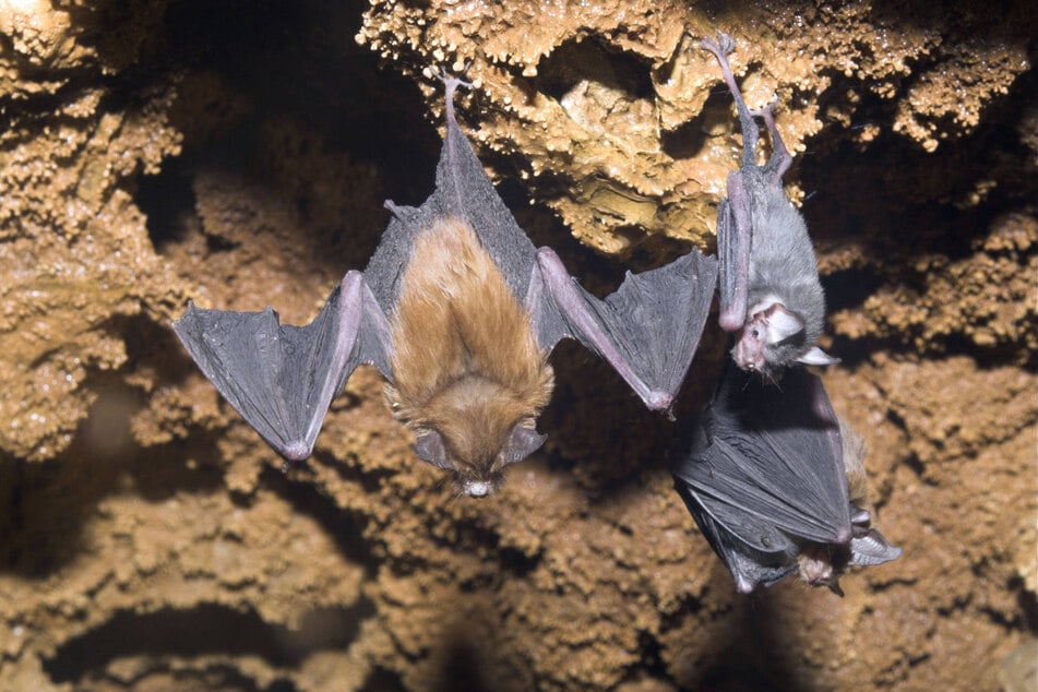 Auch die Hummelfledermaus zählt als kleinstes Säugetier der Welt.