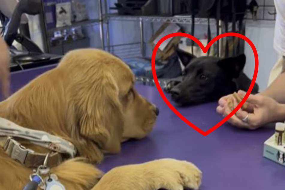 These two dogs were more interested in each other than treats!