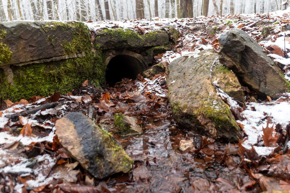 Der Zulauf zum Blaubornteich im Zeisigwald ist kaputt.