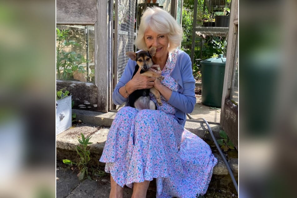 Queen Camilla has introduced her new puppy Moley to the world with an adorable picture.