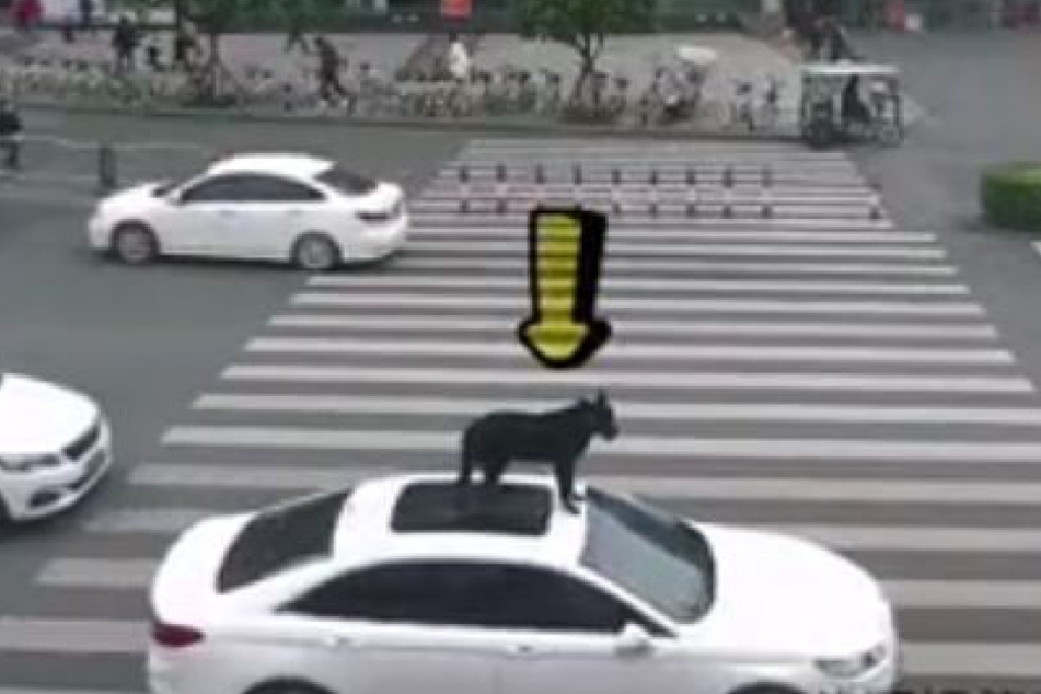 Kaum zu glauben, was dieser Mann seinem Hund zumutete.