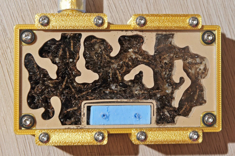 Die Nester für die Ameisen druckt Brück selbst im 3-D-Drucker und bietet sie in seinem Online-Shop an.