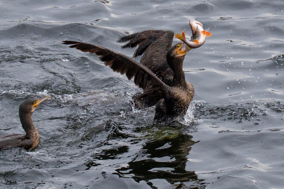 Kormorane dürfen in Thüringen geschossen werden. (Symbolfoto)