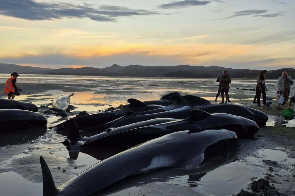 55 Wale strandeten an der Küste, sechs davon starben.