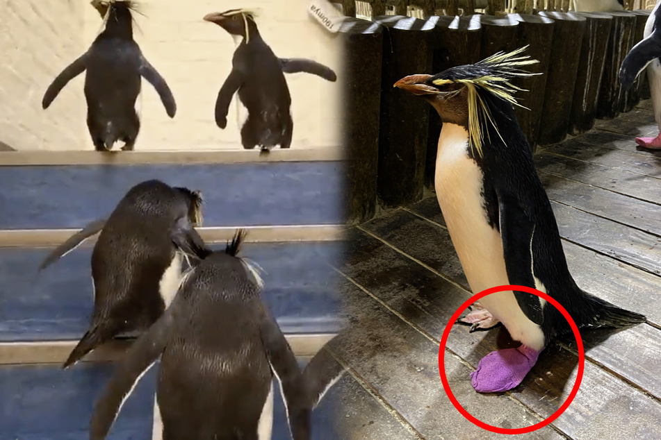 Pinguin muss pinke Socken tragen: Das ist der traurige Grund