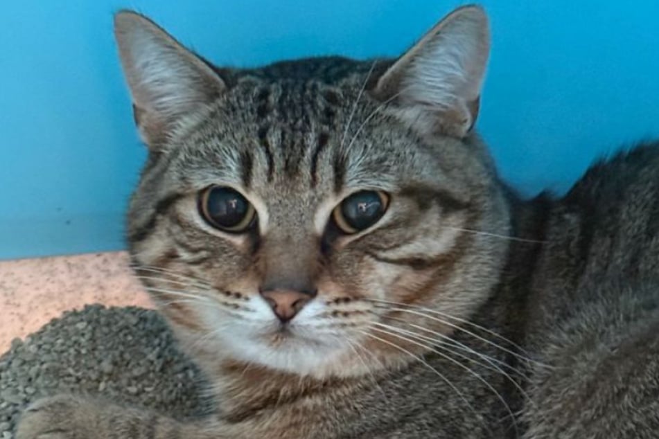 Die Kölner Tierretter sind auf der Suche nach einem liebevollen Zuhause für den Fundkater.