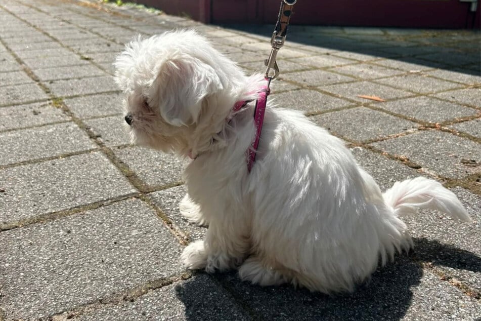 Momentan befindet sich der Welpe in der Obhut des Tierschutzvereins Rostock.