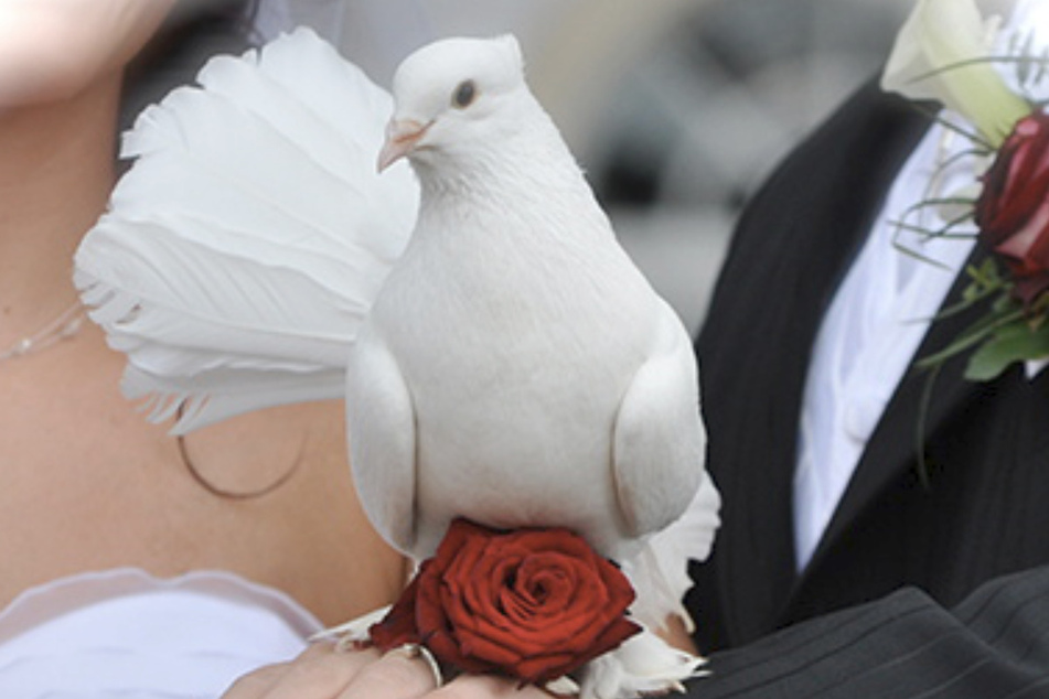 Hochzeitstauben gelten als elegant. Ein solches Vogelpaar hatte Wolfgang W. angeblich. Als ihm ein Tier ausbüxte, wollte er es mit einer Habichtfalle wieder einfangen.