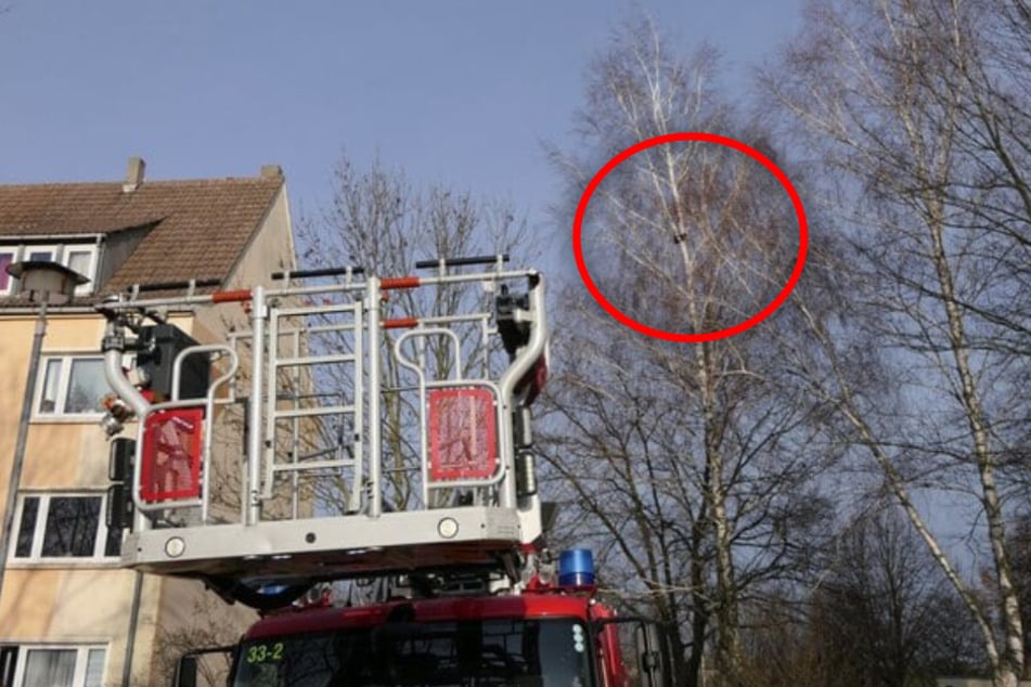 Leipzig: Haariger "Pimmel" steckt im Baum fest, dann kommt die Feuerwehr