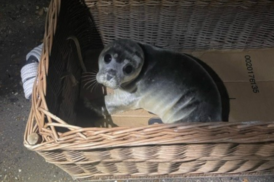 Tierschützer nahmen sich dem Tier umgehend an.