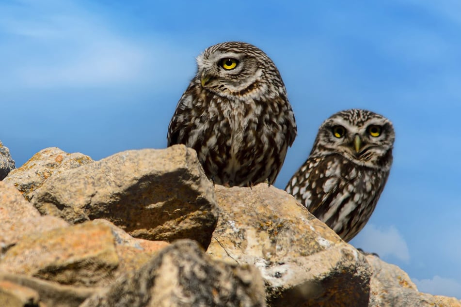 Unter dem Motto "Faszination Greifvögel" lädt der Erzgebirgszweigverein Scheibenberg e.V. am Samstag zu einem spannenden Ausflug. (Symbolbild)