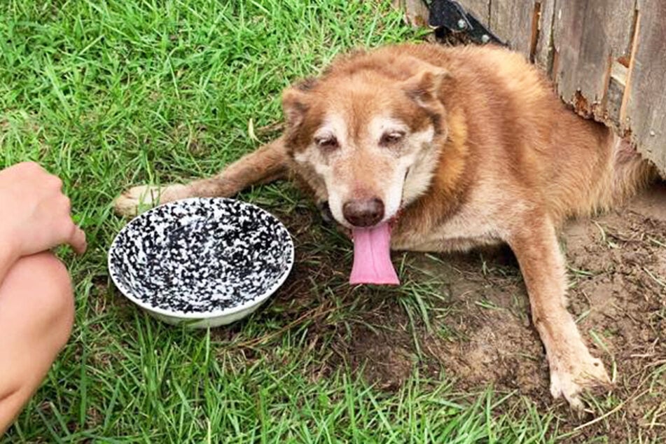 Firefighters fight a fence to rescue stuck dog